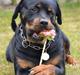 Rottweiler Nica *Himmelhund*