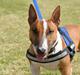 Bullterrier miniature Otto