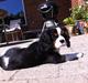 Cavalier king charles spaniel Frodo