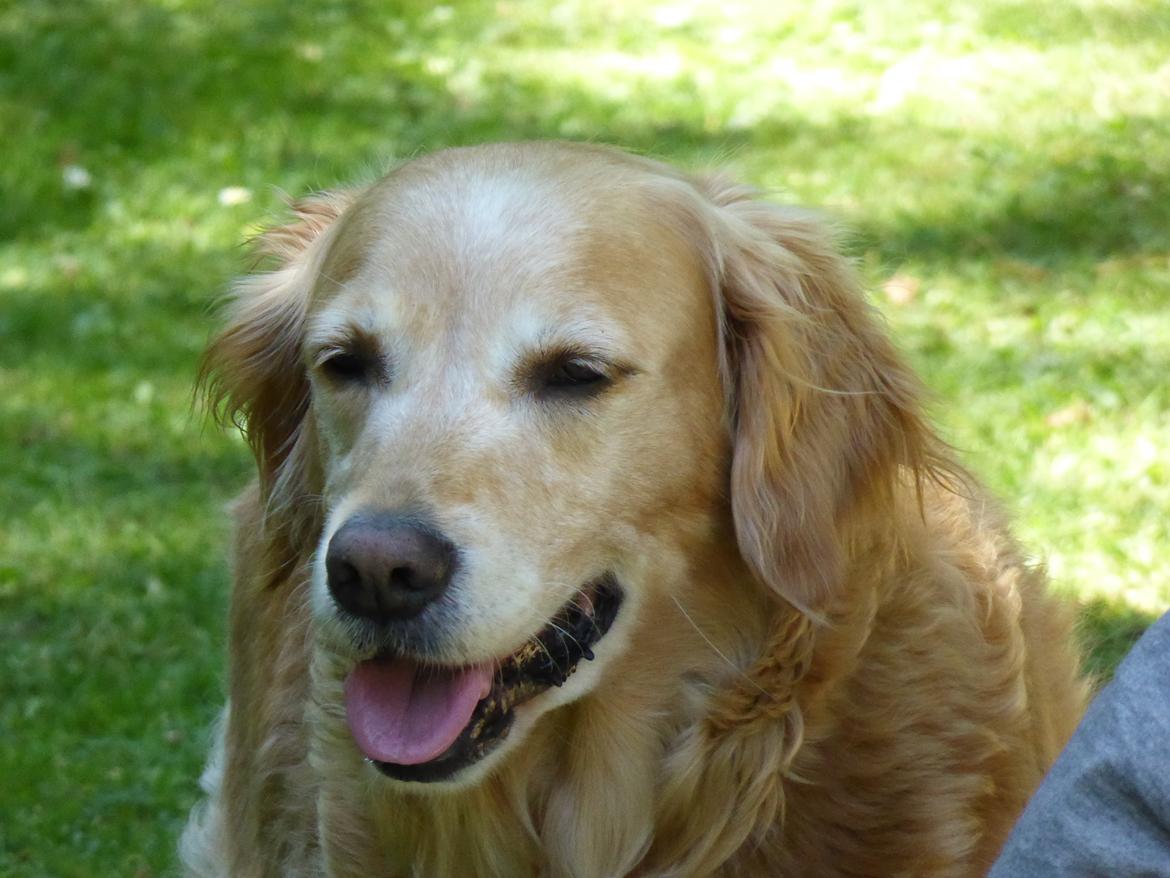 Golden retriever Molli billede 2