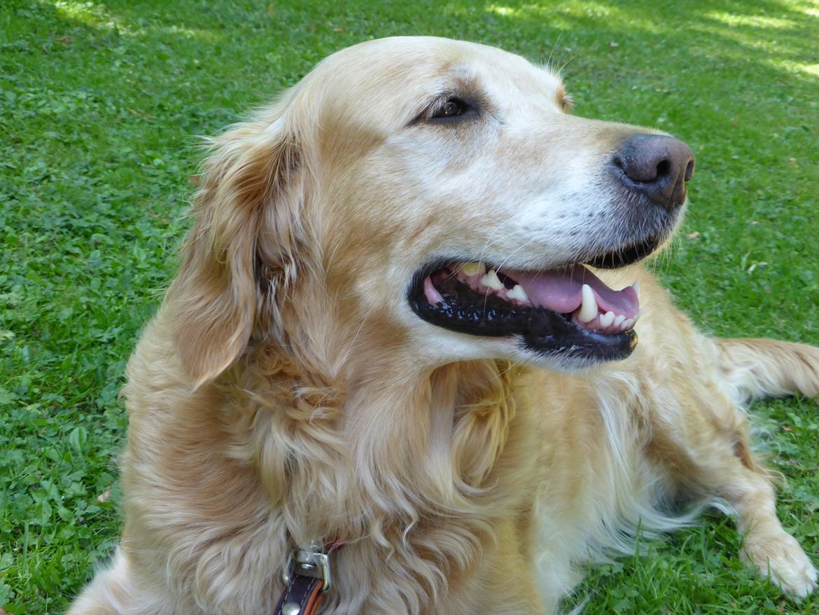Golden retriever Molli billede 3