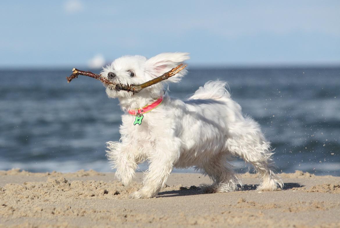 Malteser Cleo (15,5 år) billede 7