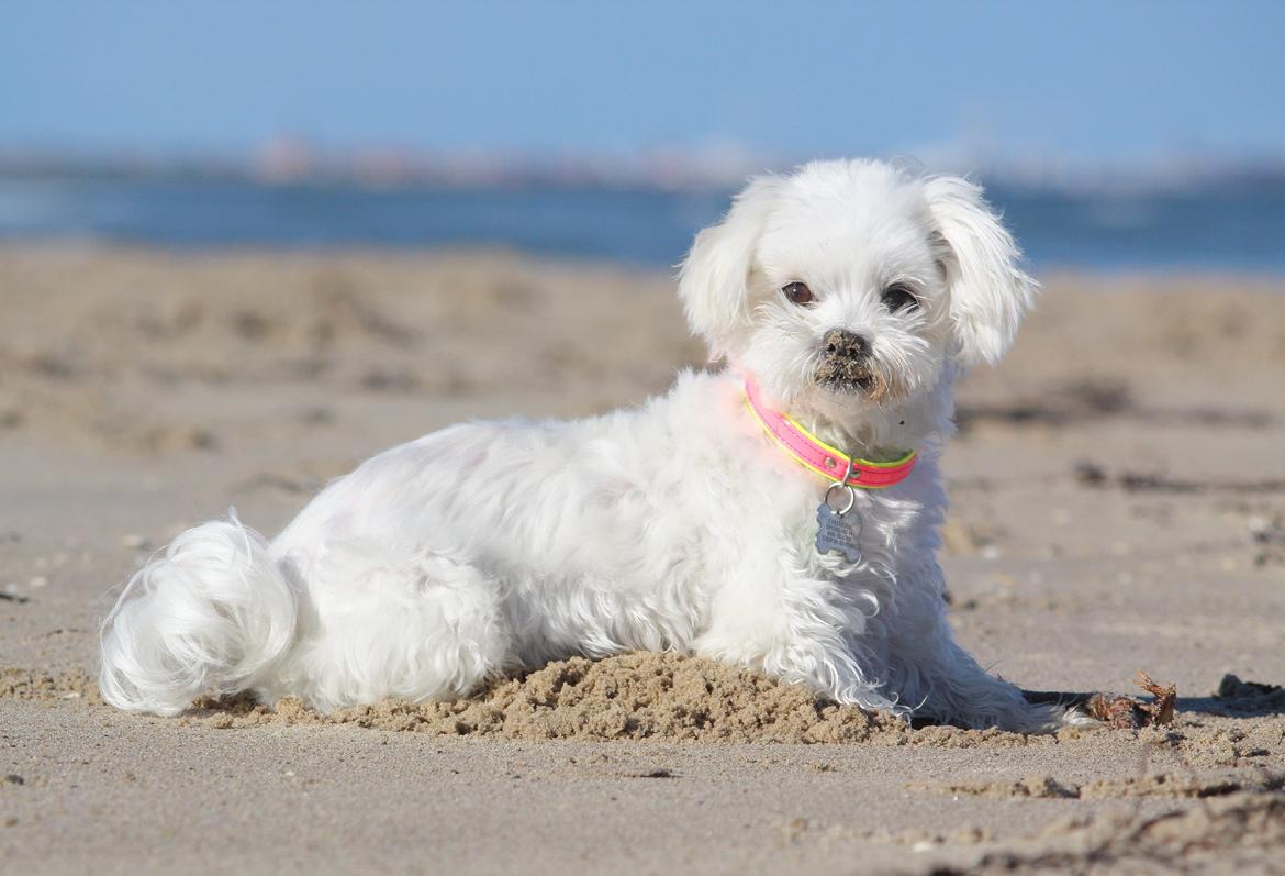 Malteser Cleo (15,5 år) billede 4