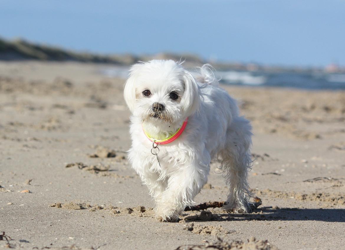 Malteser Cleo (15,5 år) billede 10