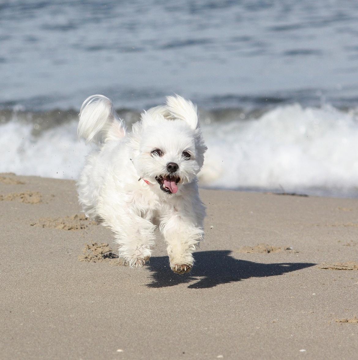 Malteser Cleo (15,5 år) billede 15