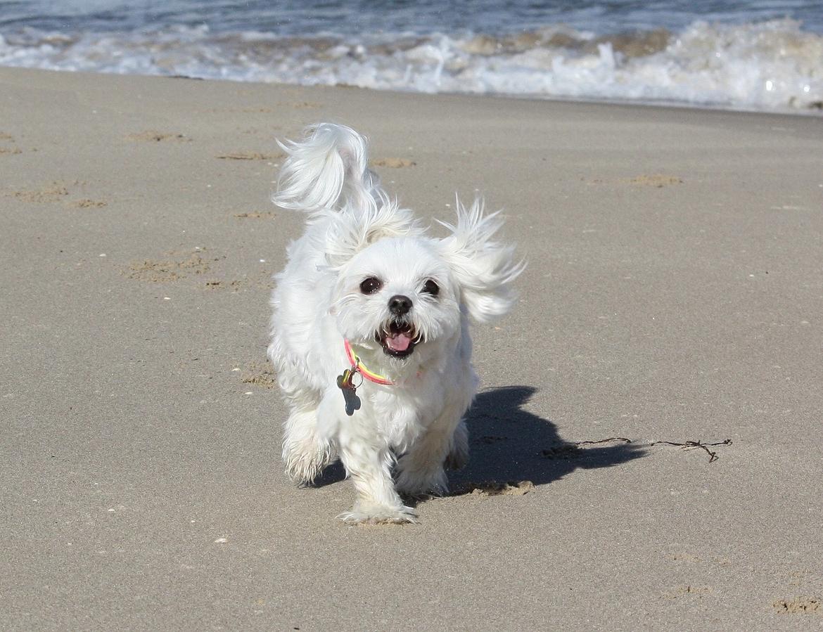 Malteser Cleo (15,5 år) billede 20
