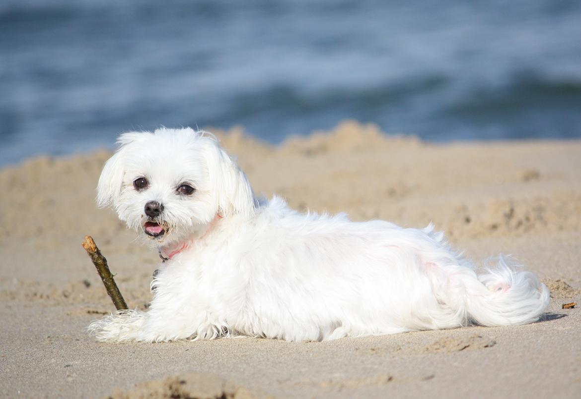 Malteser Cleo (15,5 år) billede 23