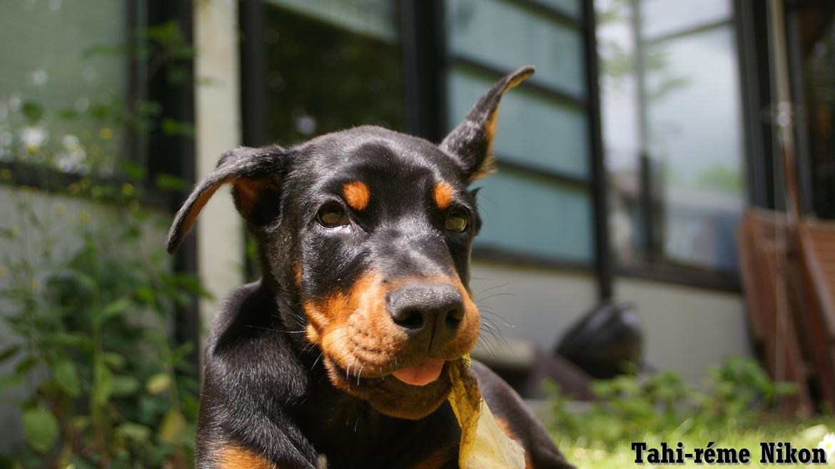 Dobermann Tahi-réme Nikon / Nooka billede 47