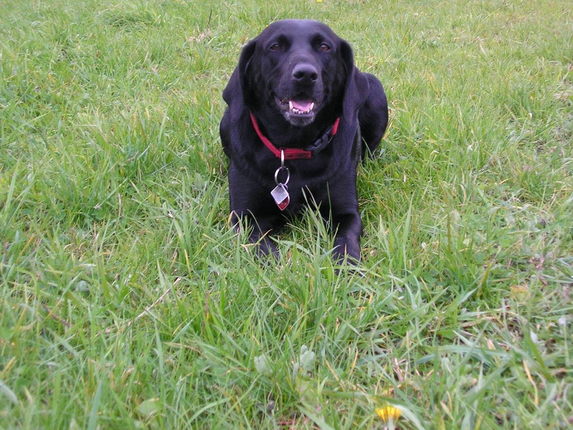 Labrador retriever Rana Schirmer  billede 1
