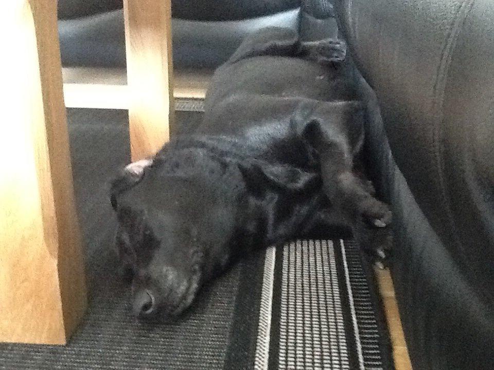 Labrador retriever Rana Schirmer  billede 2