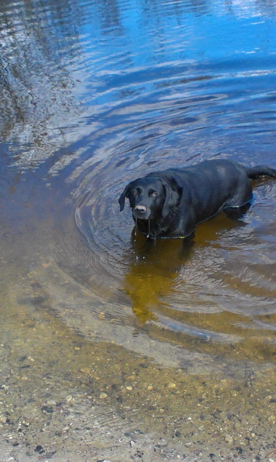 Labrador retriever Rana Schirmer  billede 3