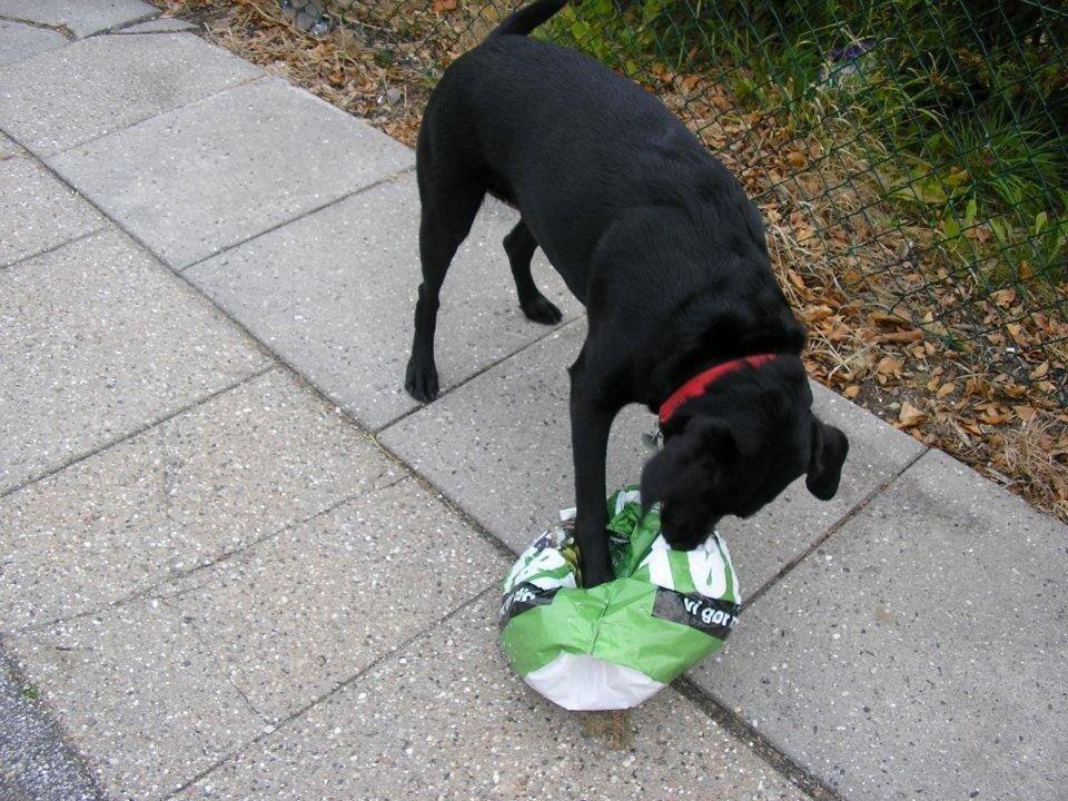 Labrador retriever Rana Schirmer  billede 4