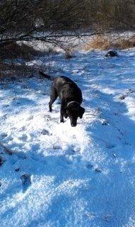 Labrador retriever Rana Schirmer  billede 5