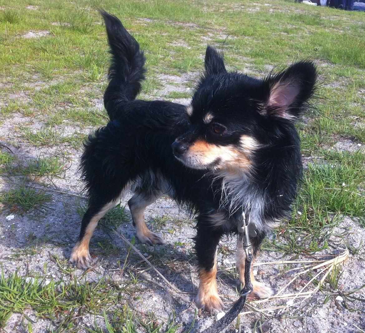 Chihuahua R.I.P Pago Pjevsen billede 7