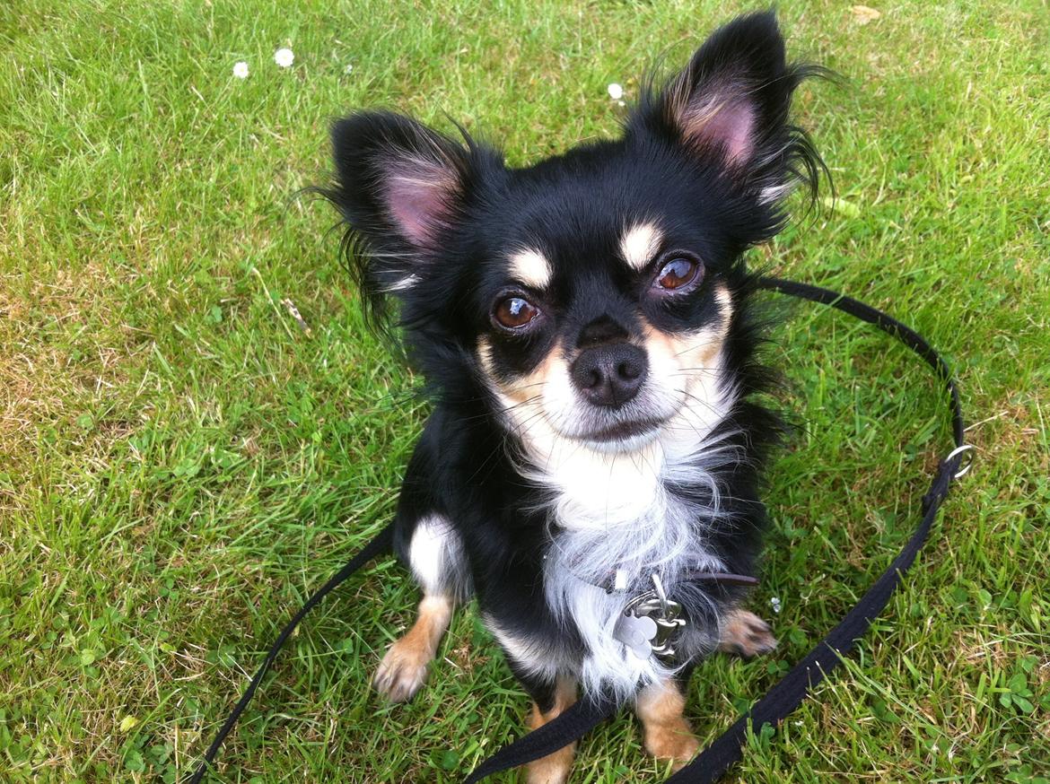 Chihuahua R.I.P Pago Pjevsen billede 5