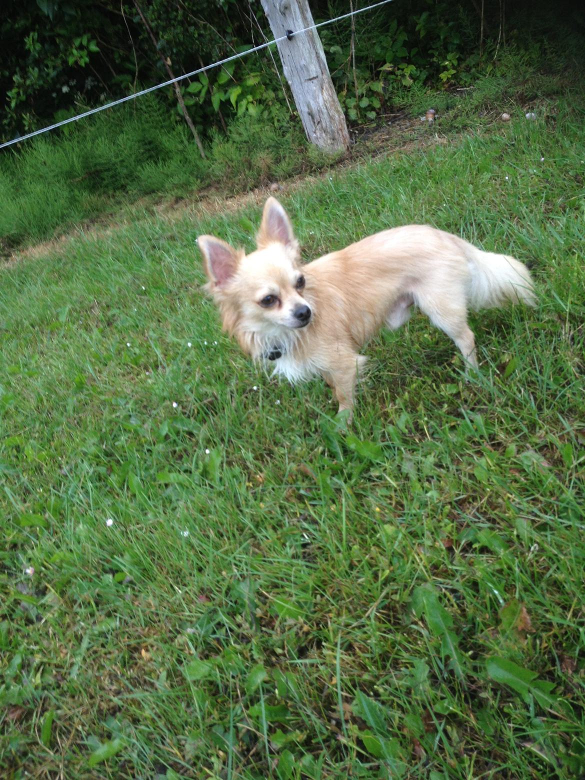 Chihuahua Cæsar billede 1