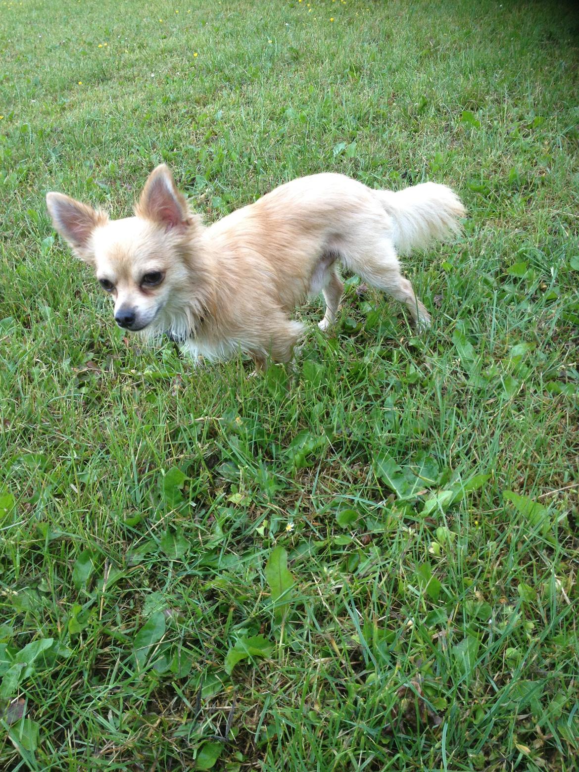 Chihuahua Cæsar billede 3