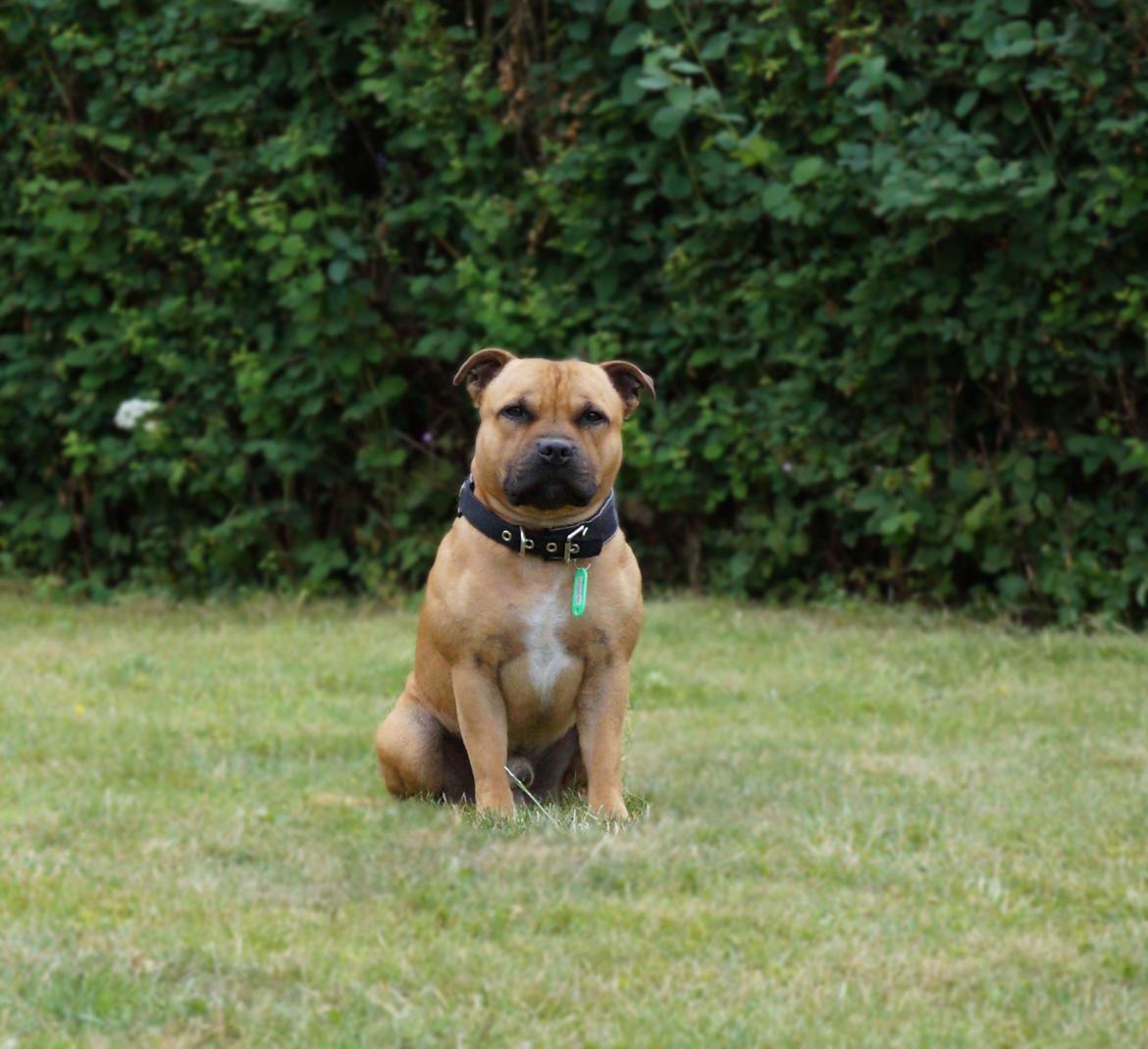 Staffordshire bull terrier KBHV2015 Wenk Staff' s King In A Corner aka Elo billede 5