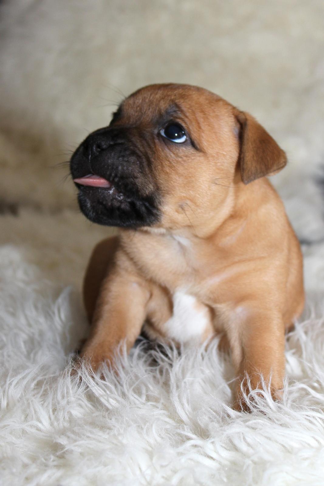 Staffordshire bull terrier KBHV2015 Wenk Staff' s King In A Corner aka Elo billede 42