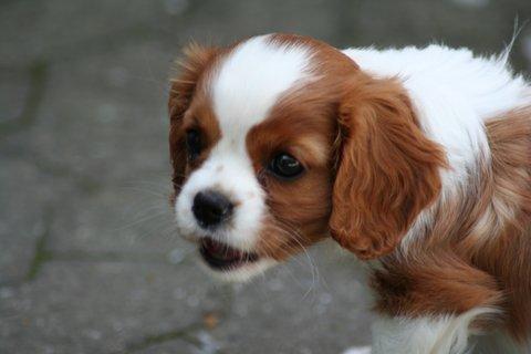 Cavalier king charles spaniel Mille <3 billede 22