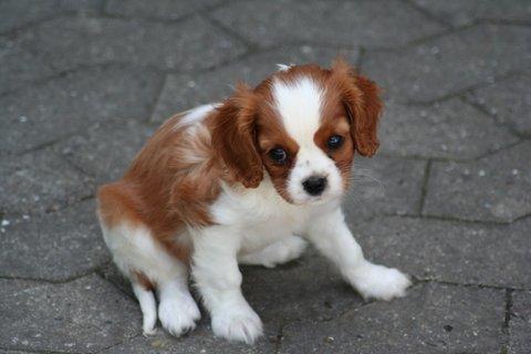 Cavalier king charles spaniel Mille <3 billede 23