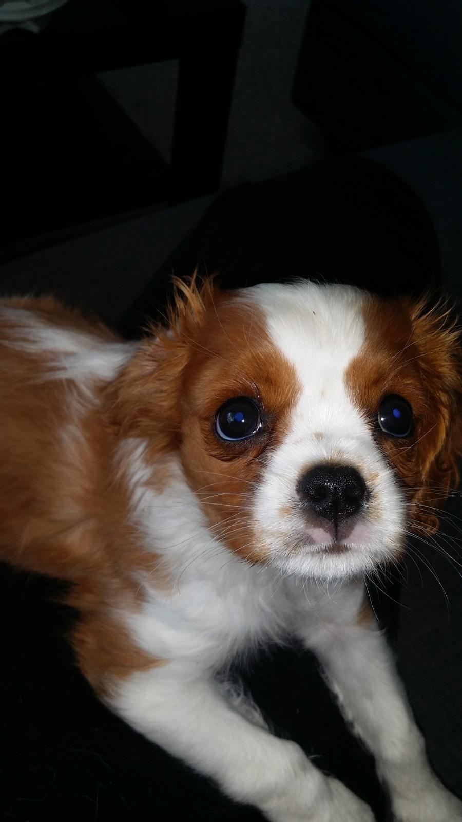 Cavalier king charles spaniel Mille <3 billede 24