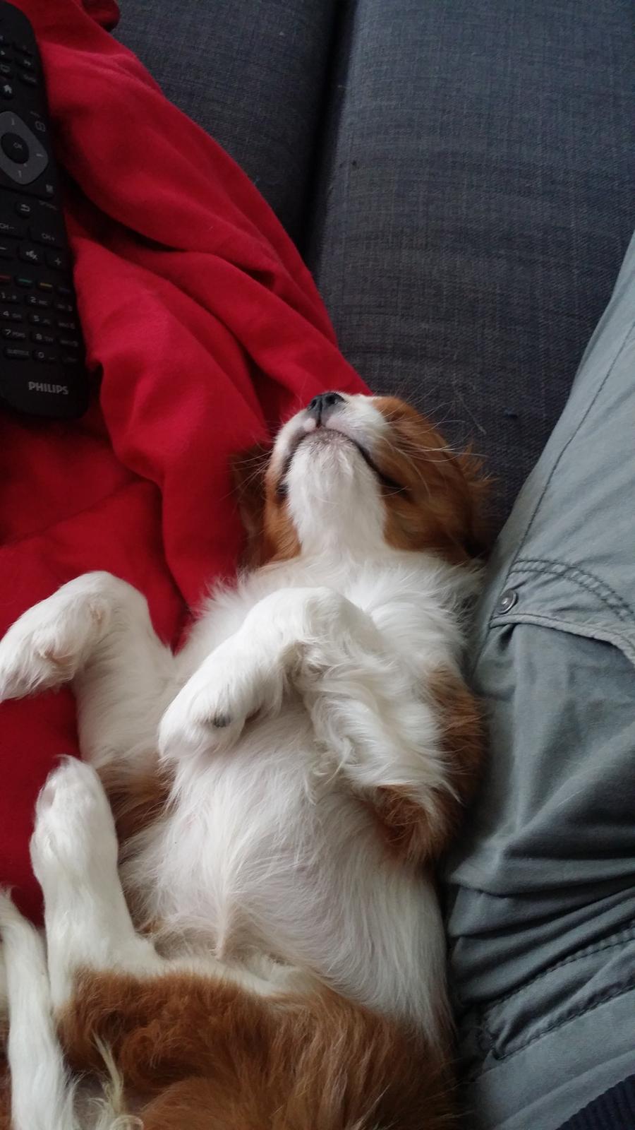 Cavalier king charles spaniel Mille <3 billede 25