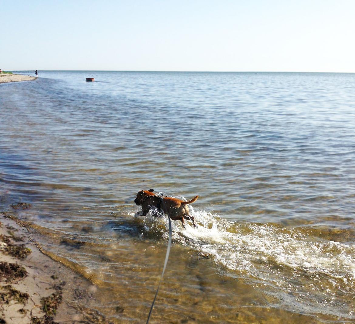 Staffordshire bull terrier KBHV2015 Wenk Staff' s King In A Corner aka Elo billede 6