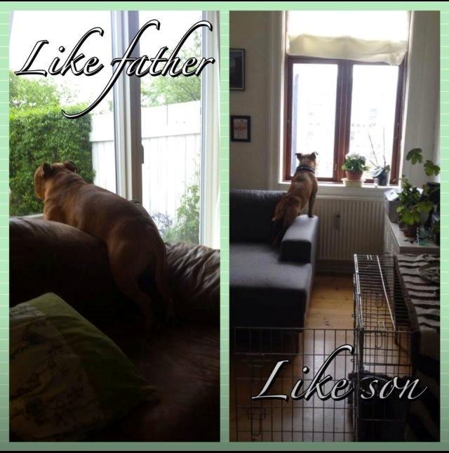 Staffordshire bull terrier KBHV2015 Wenk Staff' s King In A Corner aka Elo billede 39