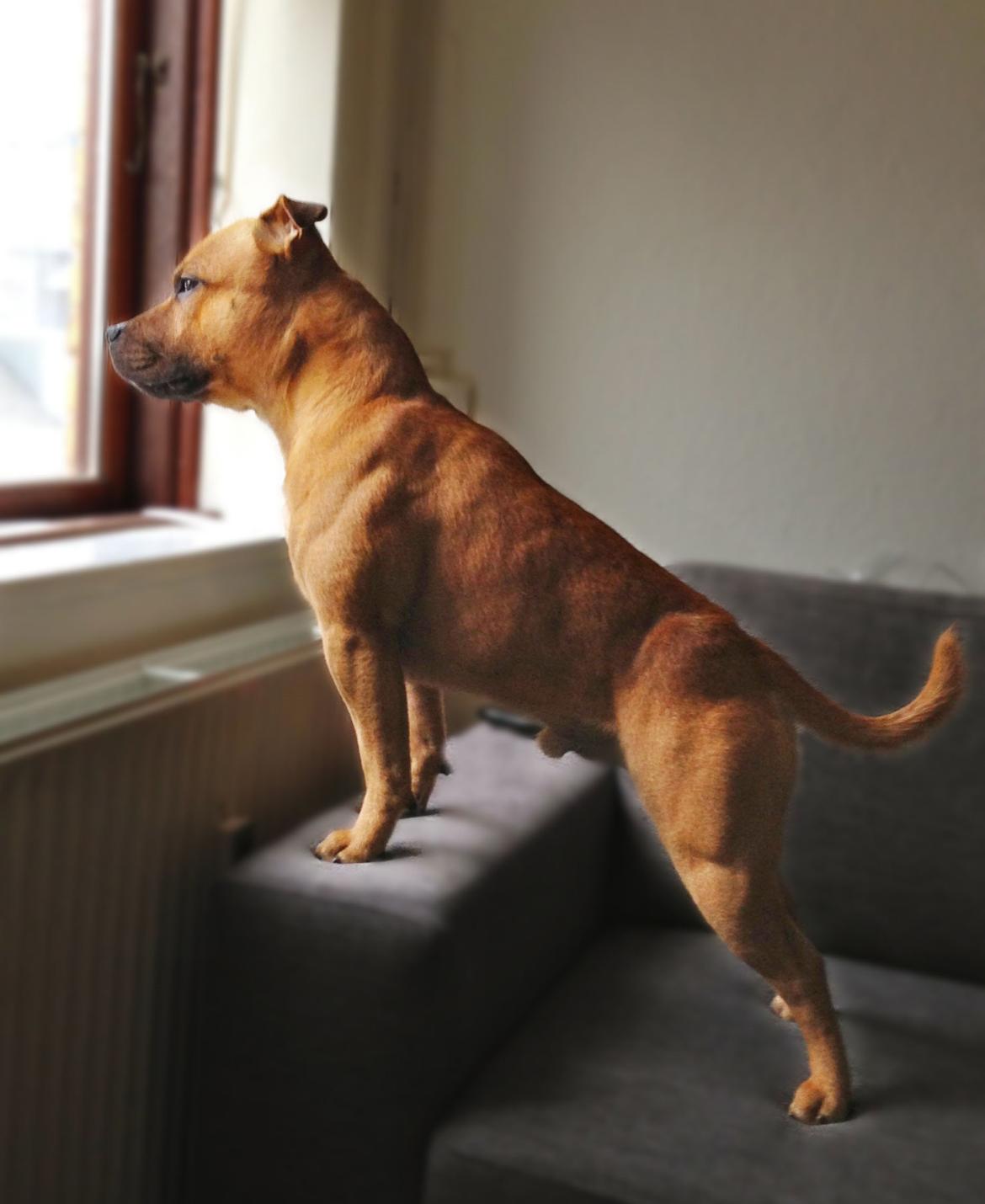 Staffordshire bull terrier KBHV2015 Wenk Staff' s King In A Corner aka Elo billede 8