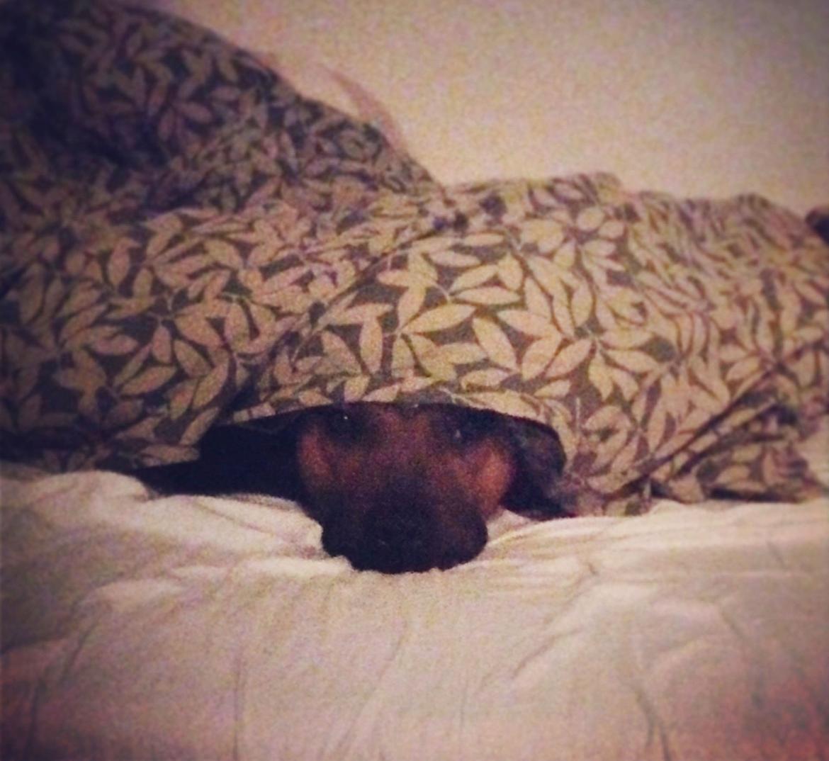 Staffordshire bull terrier KBHV2015 Wenk Staff' s King In A Corner aka Elo billede 19