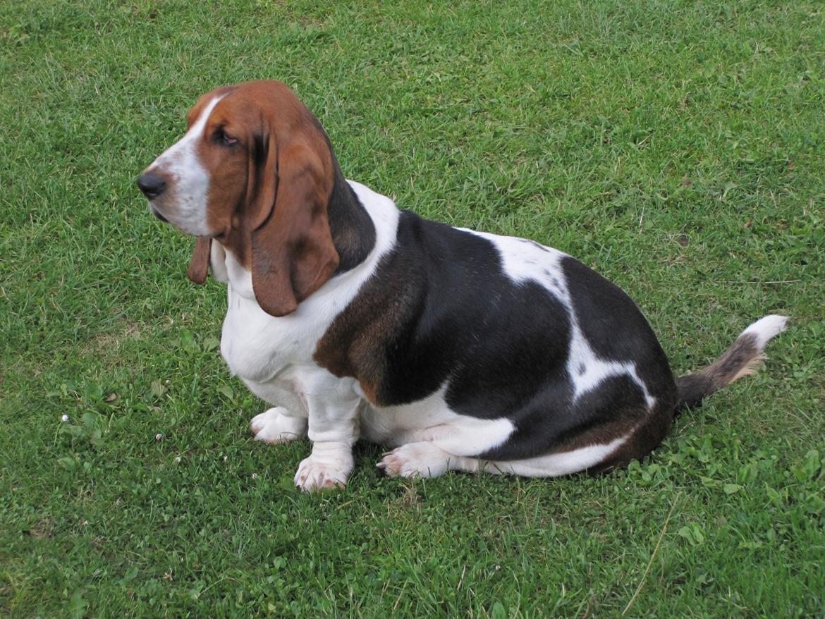 Basset hound Sally billede 7