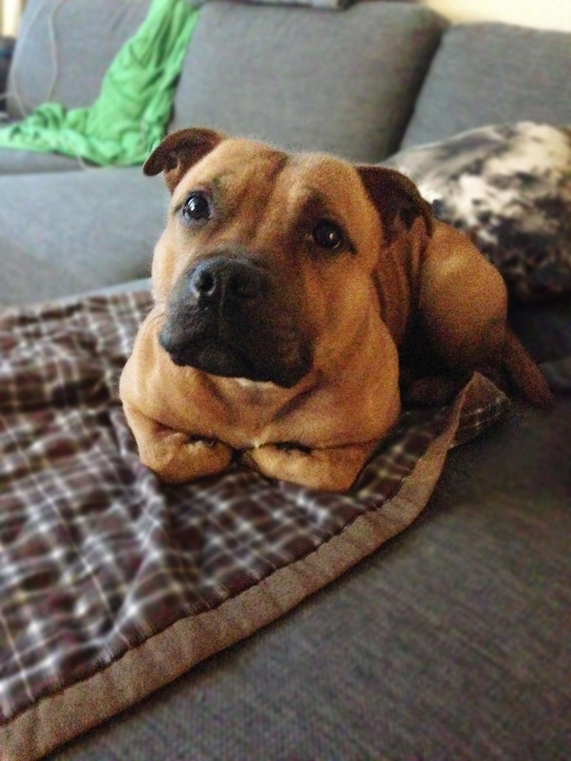 Staffordshire bull terrier KBHV2015 Wenk Staff' s King In A Corner aka Elo billede 17