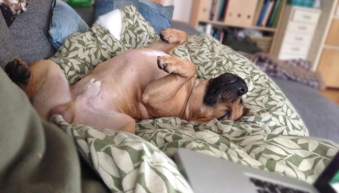 Staffordshire bull terrier KBHV2015 Wenk Staff' s King In A Corner aka Elo billede 22