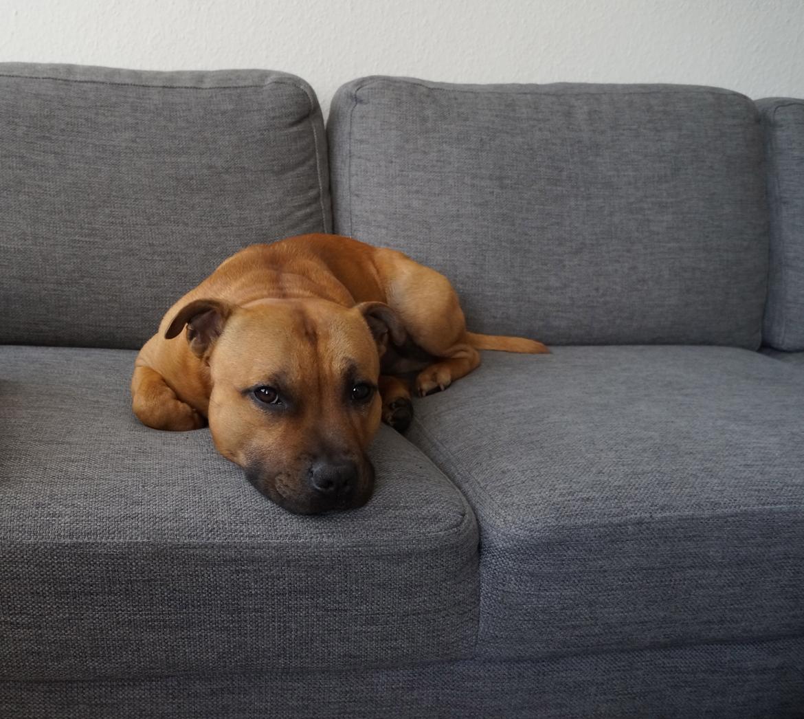 Staffordshire bull terrier KBHV2015 Wenk Staff' s King In A Corner aka Elo billede 9