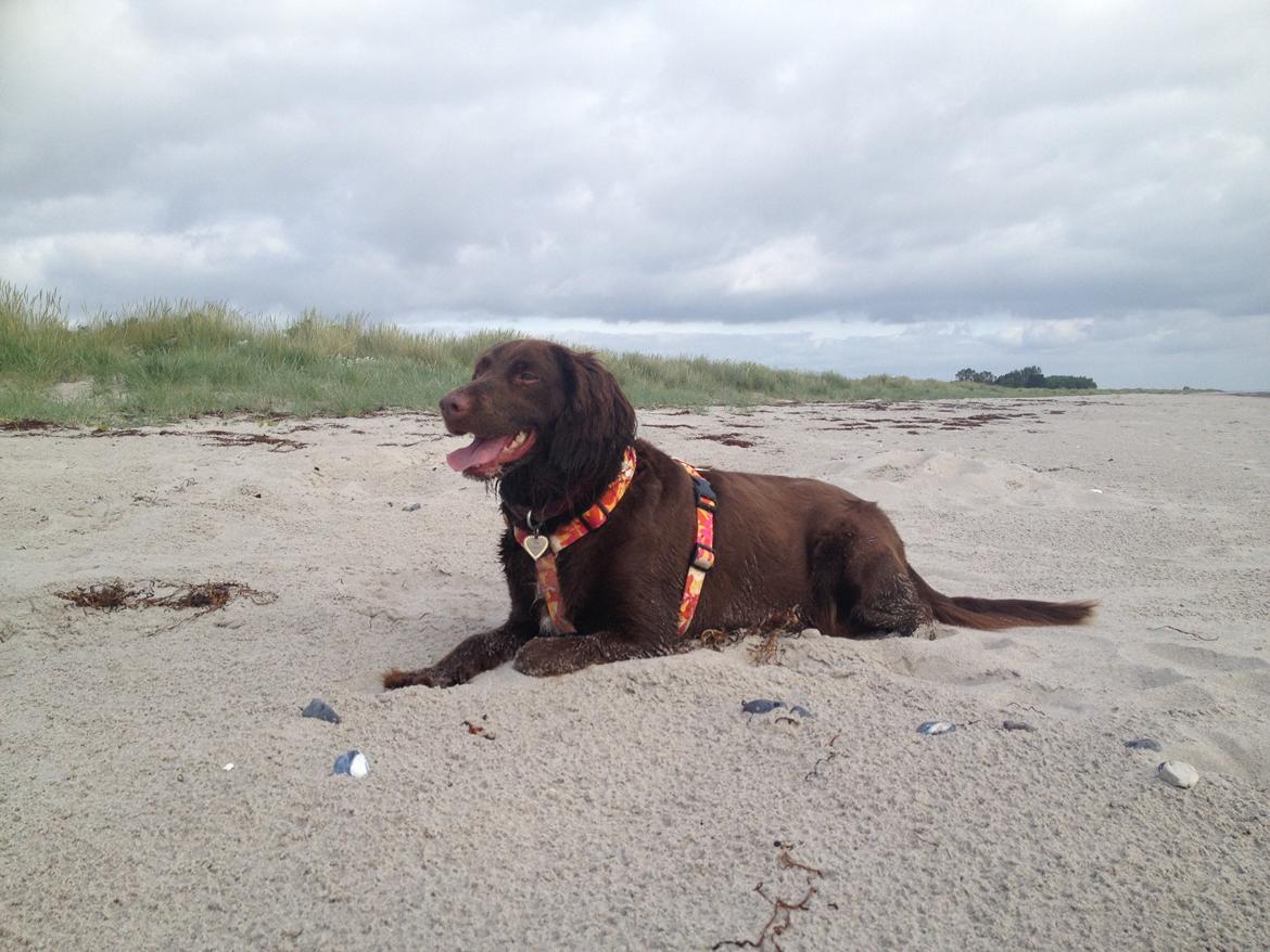 Blanding af racer Bella billede 21