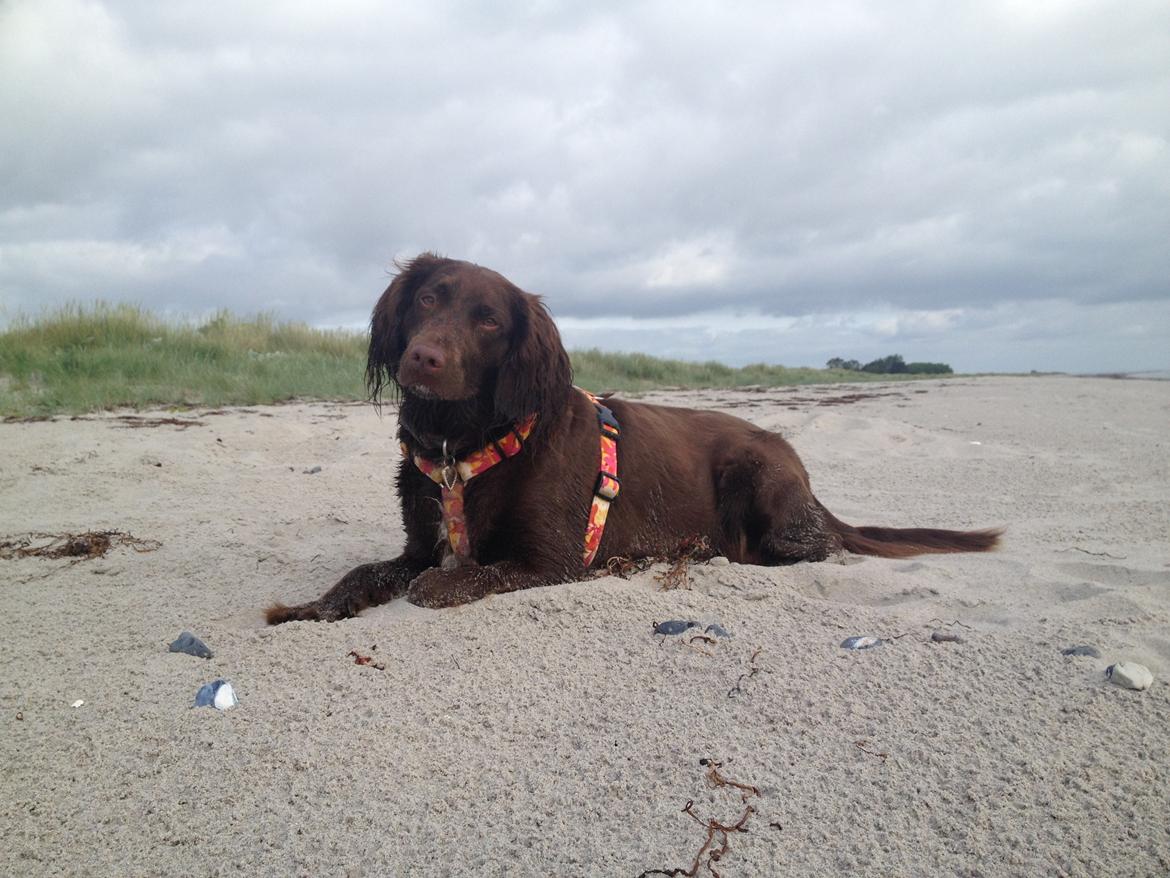 Blanding af racer Bella billede 22