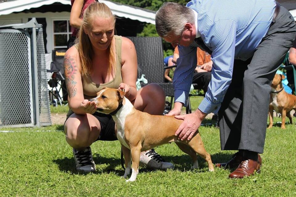 Staffordshire bull terrier Wenk Staff' s Legacy Of Buffy "CeCe" billede 6