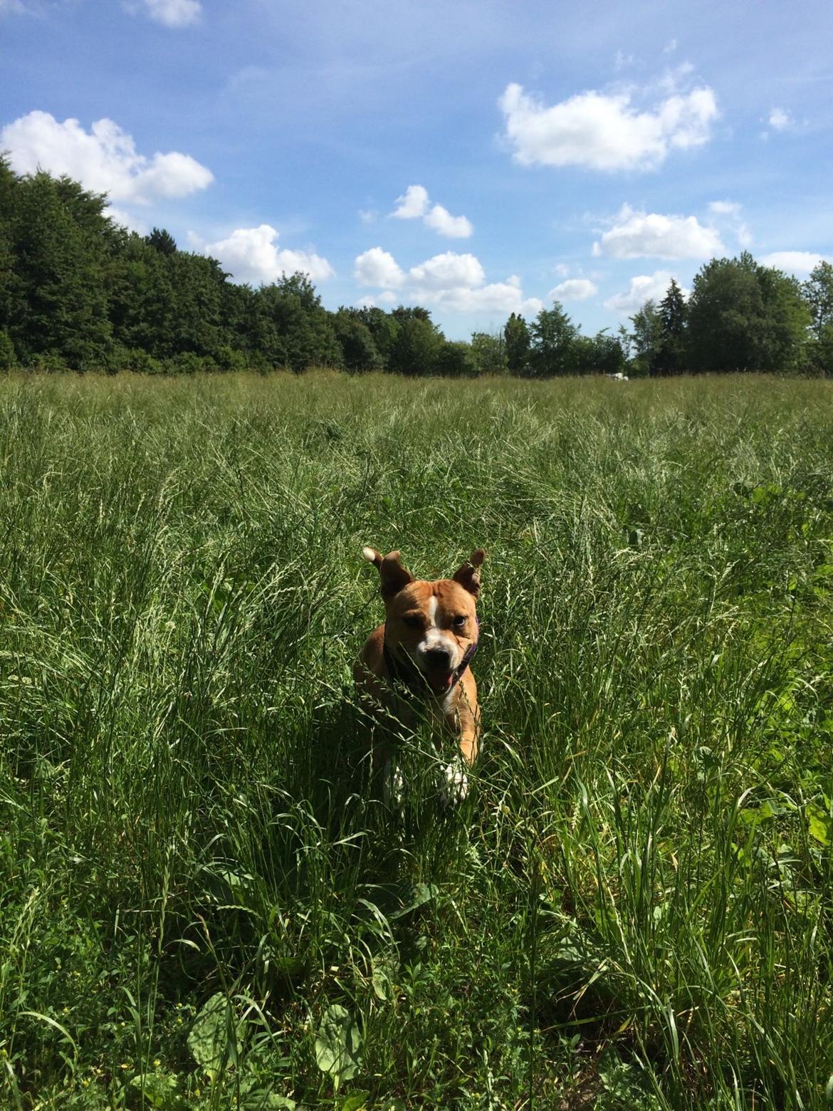 Staffordshire bull terrier Wenk Staff' s Legacy Of Buffy "CeCe" billede 21