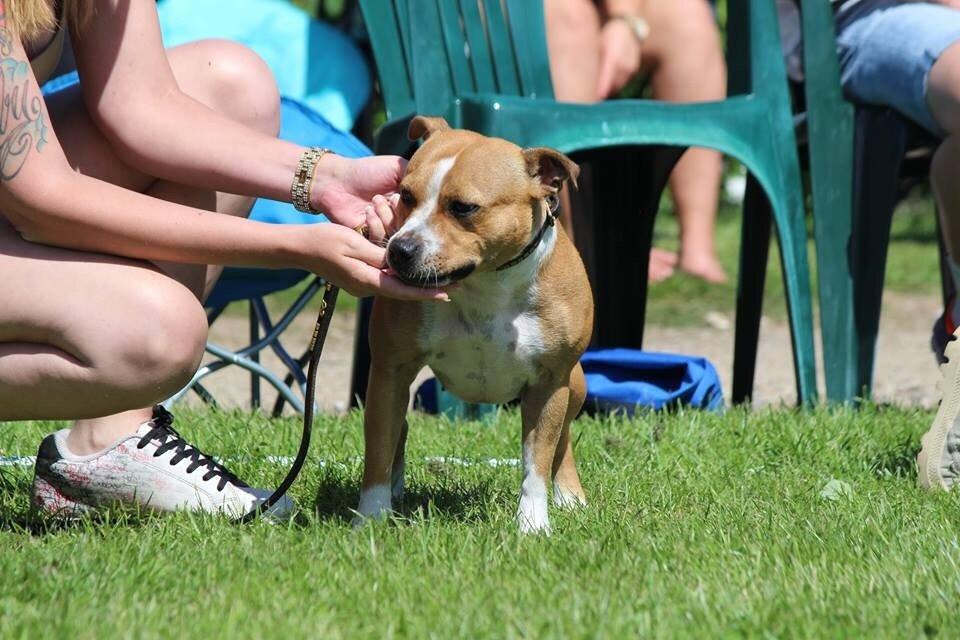 Staffordshire bull terrier Wenk Staff' s Legacy Of Buffy "CeCe" billede 7