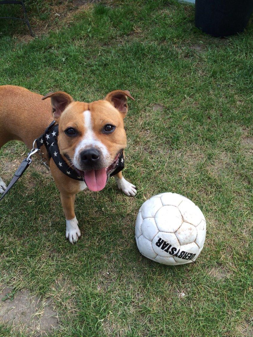 Staffordshire bull terrier Wenk Staff' s Legacy Of Buffy "CeCe" billede 8