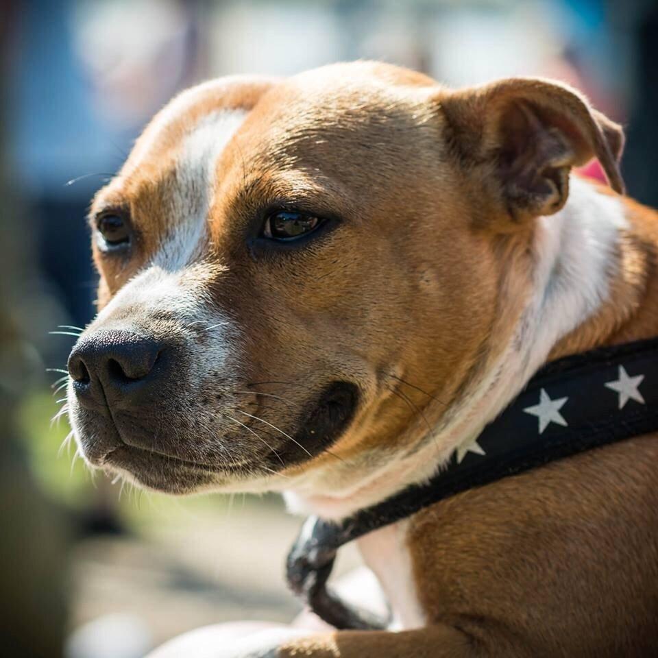 Staffordshire bull terrier Wenk Staff' s Legacy Of Buffy "CeCe" billede 1