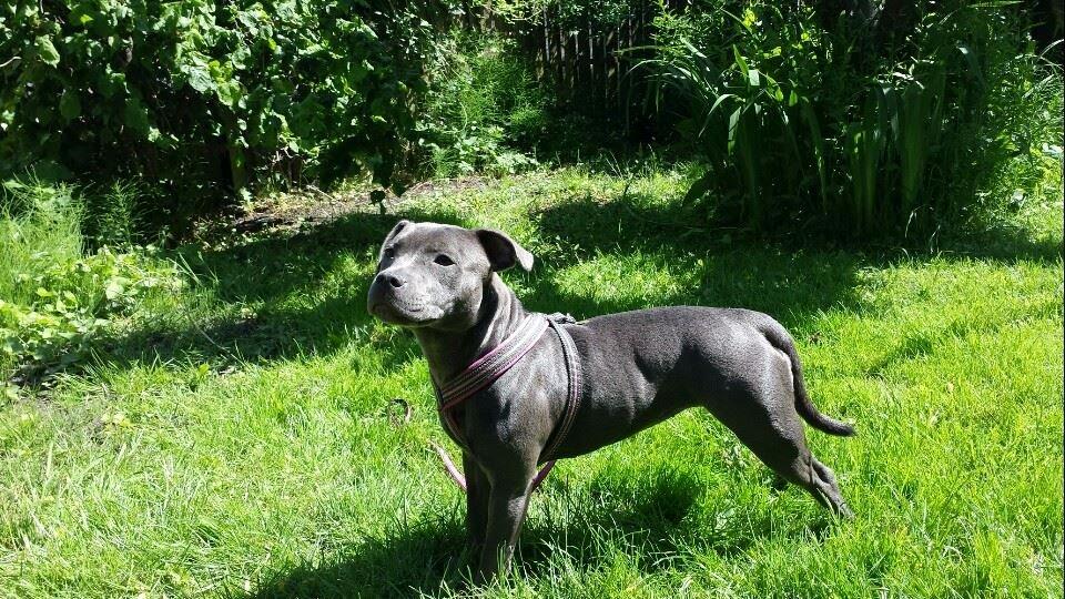 Staffordshire bull terrier Mumu billede 1