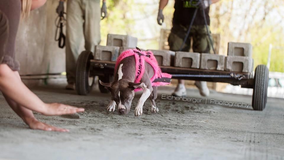 Amerikansk staffordshire terrier Lola - Lola trækker 910 kg helt uden problemer :) billede 1