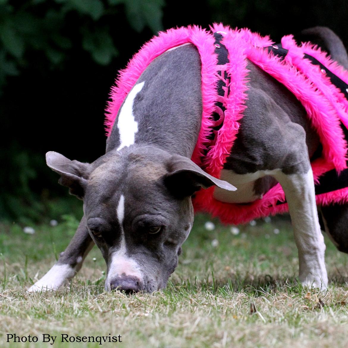 Amerikansk staffordshire terrier Lola - START/STOP træning her med små lidt over 40 kg kæder :) billede 2