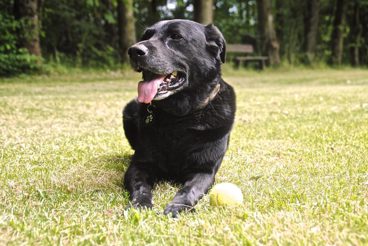 Labrador retriever Newton <3 billede 3