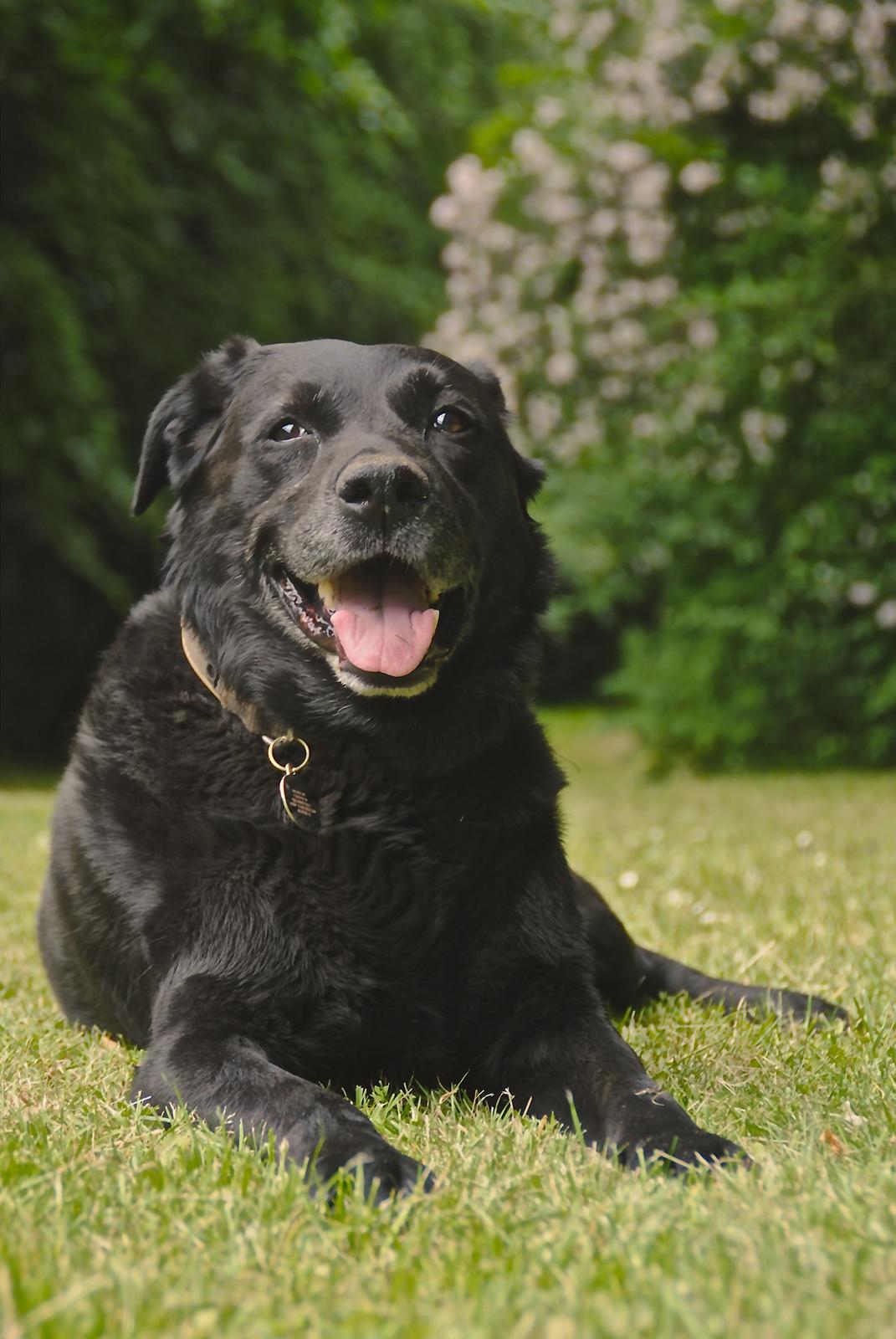 Labrador retriever Newton <3 - Velkommen til Newtons profil <3  billede 1