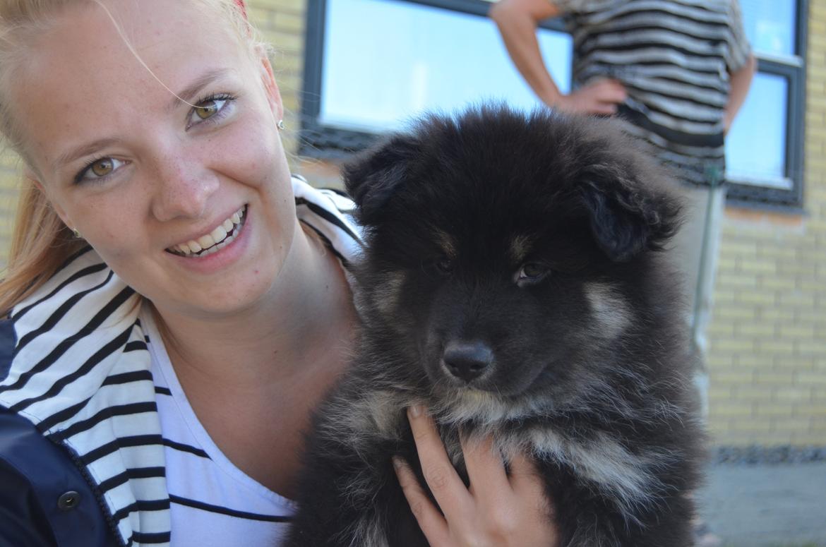 Finsk lapphund INTCH KBHV15 DKKV15 DKV16 Dreamlapin's Ainu - Første møde <3 billede 33