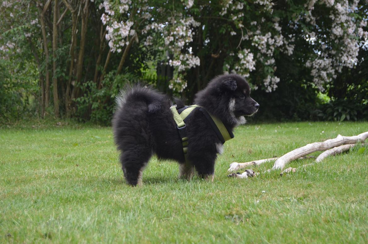 Finsk lapphund INTCH KBHV15 DKKV15 DKV16 Dreamlapin's Ainu billede 34