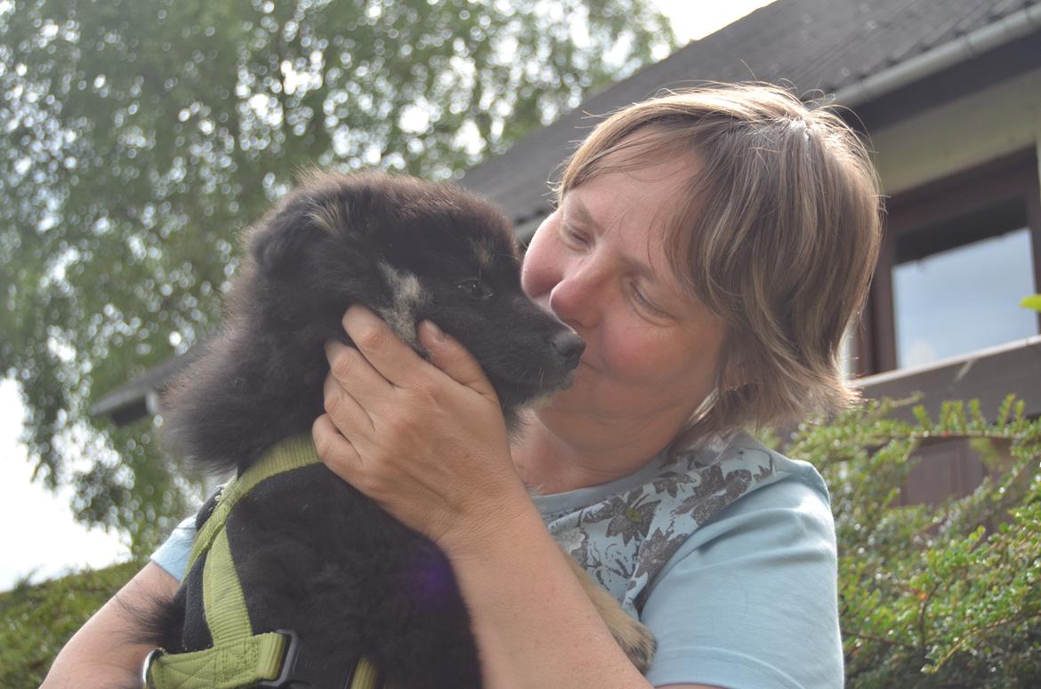 Finsk lapphund INTCH KBHV15 DKKV15 DKV16 Dreamlapin's Ainu - Første møde med kennel-mor! billede 36